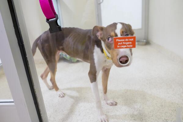 Across town from show dogs a labor to save suffering ones AP News